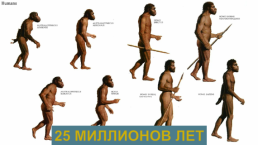 ИсториЯ древнего мира «Древнейшие люди», слайд 17