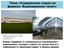 Содержание коров на фермах. Выращивание телят, слайд 1