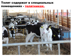 Содержание коров на фермах. Выращивание телят, слайд 12