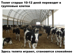 Содержание коров на фермах. Выращивание телят, слайд 15