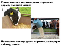 Содержание коров на фермах. Выращивание телят, слайд 16