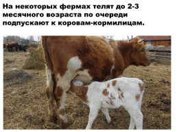 Содержание коров на фермах. Выращивание телят, слайд 17