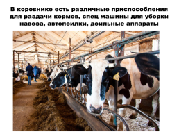 Содержание коров на фермах. Выращивание телят, слайд 2