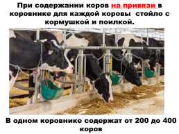 Содержание коров на фермах. Выращивание телят, слайд 3