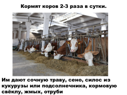 Содержание коров на фермах. Выращивание телят, слайд 5