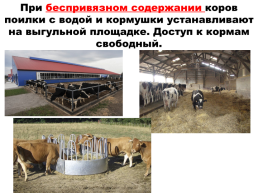 Содержание коров на фермах. Выращивание телят, слайд 6