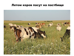 Содержание коров на фермах. Выращивание телят, слайд 9