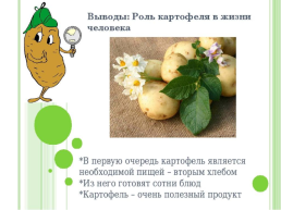 Оценка качества клубней различных сортов картофеля, слайд 13