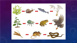 Сообщества живых организмов, слайд 11