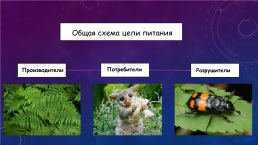 Сообщества живых организмов, слайд 7
