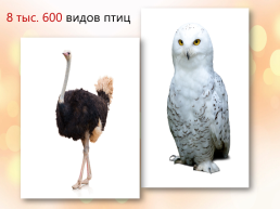 Особенности, многообразие и классификация животных, слайд 19