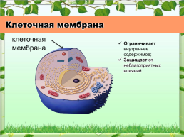 Клетка - основная единица живого организма, слайд 10