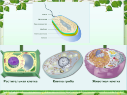 Клетка - основная единица живого организма, слайд 14