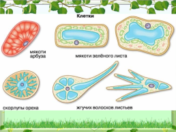 Клетка - основная единица живого организма, слайд 18