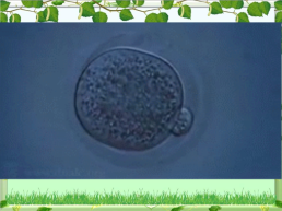 Клетка - основная единица живого организма, слайд 20