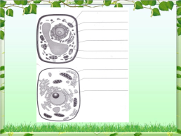 Клетка - основная единица живого организма, слайд 23