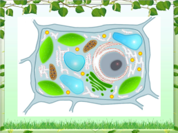 Клетка - основная единица живого организма, слайд 3