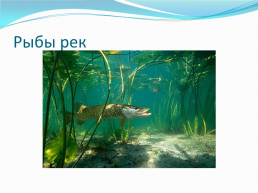 Внешнее строение рыбы, слайд 10