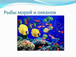 Внешнее строение рыбы, слайд 12