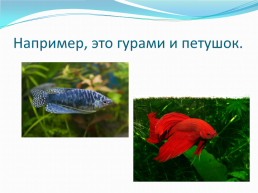 Дыхание у рыб, слайд 10
