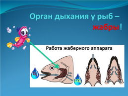 Дыхание у рыб, слайд 6