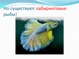 Дыхание у рыб, слайд 8