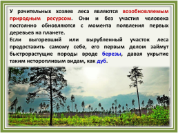 Лесное хозяйство и лесозаготовка, его структура, слайд 14