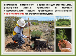 Лесное хозяйство и лесозаготовка, его структура, слайд 2