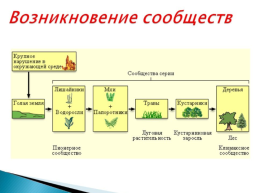 Причины устойчивости и смены экосистем, слайд 7