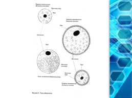 Яйцеклетка строение многообразие, слайд 21