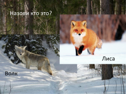 Дикие животные зимой, слайд 2