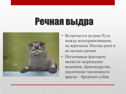 Красная книга Московской области, слайд 5