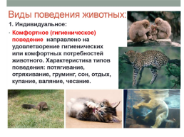 Раздражительность и поведение животных, слайд 14