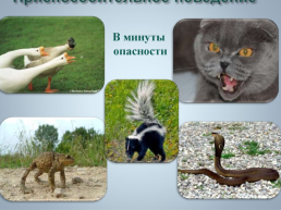 Раздражительность и поведение животных, слайд 20