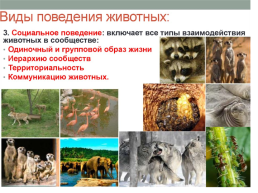 Раздражительность и поведение животных, слайд 22