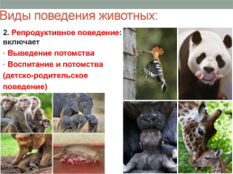 Раздражительность и поведение животных, слайд 23