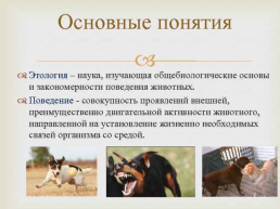Раздражительность и поведение животных, слайд 7