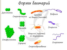 Бактериальная клетка, слайд 3