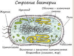 Бактериальная клетка, слайд 4