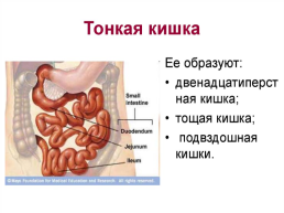 Методы исследования органов пищеварения, слайд 15