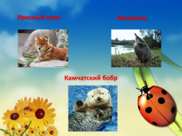 Экологическая игра «Почти всё о животном мире», слайд 40