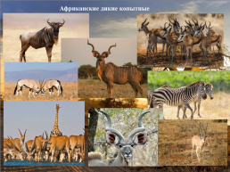 Природные зоны Африки. Животные, слайд 21