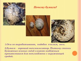 Изучение осинного гнезда, слайд 7