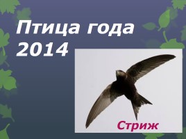 Птица года 2014 - Стриж