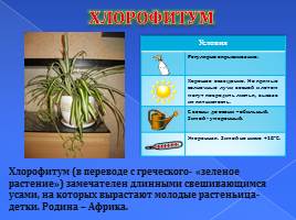 Наши комнатные растения, слайд 5