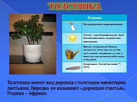 Наши комнатные растения, слайд 6