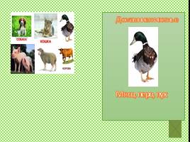 Домашние животные, слайд 4
