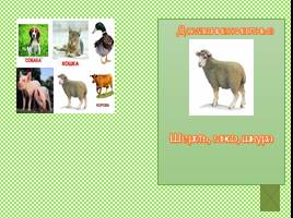 Домашние животные, слайд 6