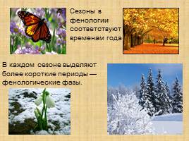 Сезонные наблюдения в природе, слайд 7