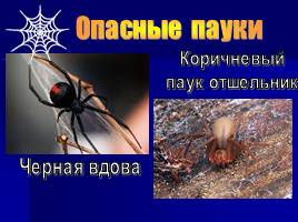 Исследовательская работа «Мир пауков», слайд 12